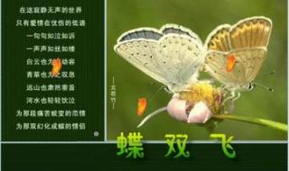 蝴蝶飞舞写一组连续的动作 蝴蝶飞舞写一组连续的动作