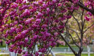 玉渊潭樱花开了吗2021 玉渊潭樱花开了吗2021