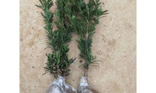 庭院罗汉松的养殖方法 庭院罗汉松的养殖方法