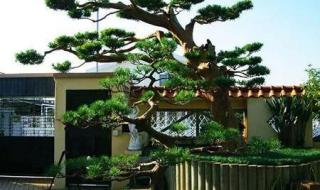 庭院罗汉松的养殖方法 庭院罗汉松的养殖方法