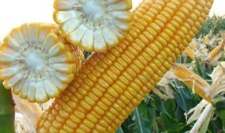 黄淮海排名第一的玉米品种 黄淮海排名第一的玉米品种