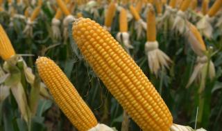 黄淮海排名第一的玉米品种 黄淮海排名第一的玉米品种