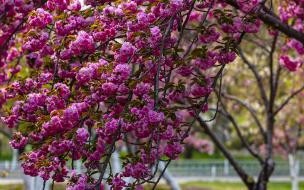 玉渊潭樱花在几月分开 玉渊潭樱花开了吗2021